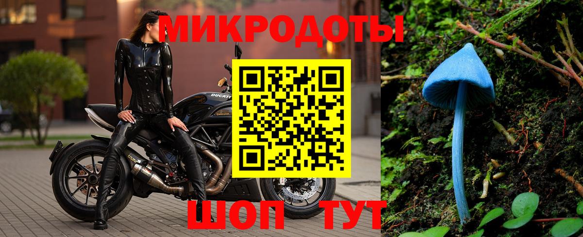 Псилоцибиновые грибы Psilocybe Сертолово